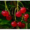 World Plants Ribes rubrum RED FRUITS 20-60cm | Red currant | Garden currant - - Ribes rosso