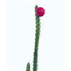 N/A Rathbunia alamosensis 6-20cm | Alamos barrel cactus | Rathbunia cactus - - Cact