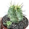 N/A Euphorbia melophormis VARIEGATED 3-5cm | Melon-shaped euphorbia - - Euforbia a