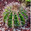 World Plants Echinocactus ingens var. grandis 12-24cm | Giant barrel cactus | Echinocactus gr