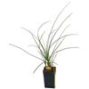 N/A Calibanus hookeri - calibano di Hooker (Vaso quadro) - 12-20cm
