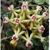 N/A Hoya curtisii 10-30cm | Porcelain flower | Fung wax flower - - Fiore di porcell