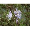 N/A Rosmarinus officinalis erectus - rosmarino eretto (Alveolo forestale) - 15-20cm