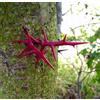 N/A Gleditsia triacanthos 70-120cm | Honey locust | Thorny locust - - Acacia spinos