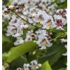 N/A Catalpa speciosa - catalpa (Alveolo forestale) - 10-15cm