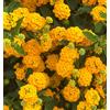 N/A Viburnum lantana 80-120cm | Wayfaring tree | Wayfaring bush - - Viburno lantana