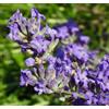 N/A Lavandula angustifolia 10-15cm | English Lavender - - Lavanda inglese