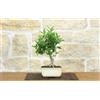 Pollice Verde Bonsai di Citrus Kinzu (17)