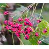 N/A Clerodendrum trichotomum 20-40cm | Harlequin glorybower | Peanut butter tree -