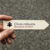 World Plants Clivia robusta | 100 SEEDS - - SEMI Clivia | Giglio del cespuglio