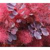 N/A Cotinus coggygria 15-30cm | Smoke Tree - - Albero del Fumo