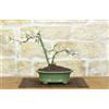 Pollice Verde Bonsai di Cotogno giapponese a fiore bianco (18)