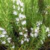 N/A Rosmarinus officinalis erectus cv. "alba" - rosmarino eretto fiore bianco (Alveo