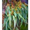 World Plants Eucalyptus camaldulensis 20-50cm | River red gum | Murray red gum - - Eucalipto