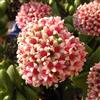 N/A Crassula cv "springtime" - buquet di natale (Vaso 10 cm) - 5-10cm