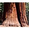 N/A Sequoiadendron sempervirens 50-120cm | Coast redwood | California redwood - - S