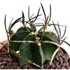 N/A Astrophytum capricorne var. minor 100 SEEDS - - SEMI Cactus corno di capra | Ca