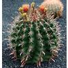 World Plants Ferocactus townsedianus 8-14cm diameter | Townsend's barrel cactus | Fishhook ca