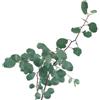 World Plants Eucalyptus populus 100-150cm | Poplar eucalyptus | Populus eucalyptus - - Eucal
