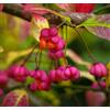 World Plants Euonymus europaeus 100-110cm | Spindle | European spindle - - Fusaggine | Evoni