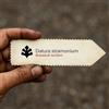 World Plants Datura stramonium | Thornapple | Jimsonweed | 10000 SEEDS - - SEMI Stramonio |