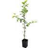 N/A Ginkgo biloba - albero della vita (Pianta in Vaso) - 60-100cm