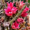 N/A Brachychiton discolor 15-30cm | Lacebark tree | Queensland lacebark - - Albero