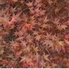 N/A Acer palmatum 'corallinum' GRAFTED 100-120cm | Japanese maple | Smooth Japanese