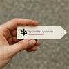 N/A Lycianthes lycioides | 10000 SEEDS - - SEMI Pepino | Solano