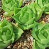 N/A Haworthia cymbiformis - rosetta del paradiso (Vaso quadro 12x12x12 cm) - 5-8cm