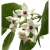 World Plants Hoya paziae 5-15cm | Hoya | Wax plant - - Pianta di cera | Fiore di cera