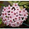 N/A Hoya carnosa - fiore di cera (Vaso 12 cm) - 20-50cm