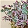 1 PIANTA DI TRADESCANTIA NANOUK VASO 24CM DA INTERNO