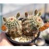 N/A Echinocereus chloranthus var. cylindricus HK2016 1000 SEEDS - - SEMI Cactus ric