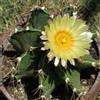 N/A Astrophytum ornatum - cappello del prete (Vaso 18 cm) - 20-25cm