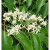 N/A Cornus wilsoniana 100-120cm | Wilson's dogwood | Wilson's cornel - - Corniolo d