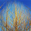 N/A Salix alba subsp. Vitellina - Salice dorato (Alveolo forestale) - 70-90cm