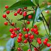 World Plants Nandina domestica 10-15cm | Heavenly bamboo | Sacred bamboo - - Bambù sacro | N