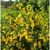 Botanical Archive Caragana microphylla 25-45cm | Littleleaf peashrub | Small-leaved caragana - -