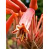N/A Aloe saponaria - aloe saponaria (Vaso 18 cm) - 15-18cm