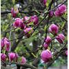 World Plants Magnolia soulangeana 30-60cm | Saucer magnolia | Chinese magnolia - - Magnolia