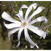 N/A Magnolia x loebneri cv. 'Leonard Messel' 100-120cm | Loebner magnolia | Hybrid m