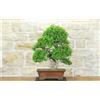 Pollice Verde Bonsai di Olmo Cinese (152)
