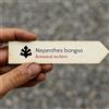 World Plants Nepenthes bongso | 100 SEEDS - - SEMI Pianta carnivora bongso | Pianta brocca t