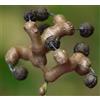 N/A Hovenia dulcis 20-30cm | Japanese raisin tree | Oriental raisin tree - - Albero