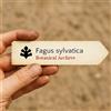 World Plants Fagus sylvatica | European Beech | 1000 SEEDS - - SEMI Faggio europeo | Faggio