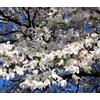 World Plants Magnolia denudata 20-35cm | Yulan magnolia | Lily tree - - Magnolia Yulan | Alb