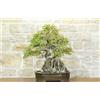 Pollice Verde Bonsai di Carpino Coreano con radici su roccia (19)