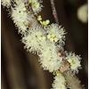 N/A Myrciaria cauliflora 10-30cm | Jabuticaba | Brazilian grape tree - - Jabuticaba