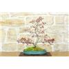 Pollice Verde Bonsai di Acero Palmato Yamamomiji (14)